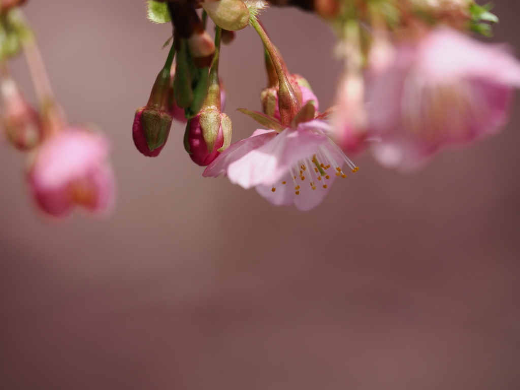 開花前