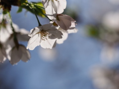 春告花
