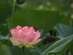 手持ち撮影の限界？