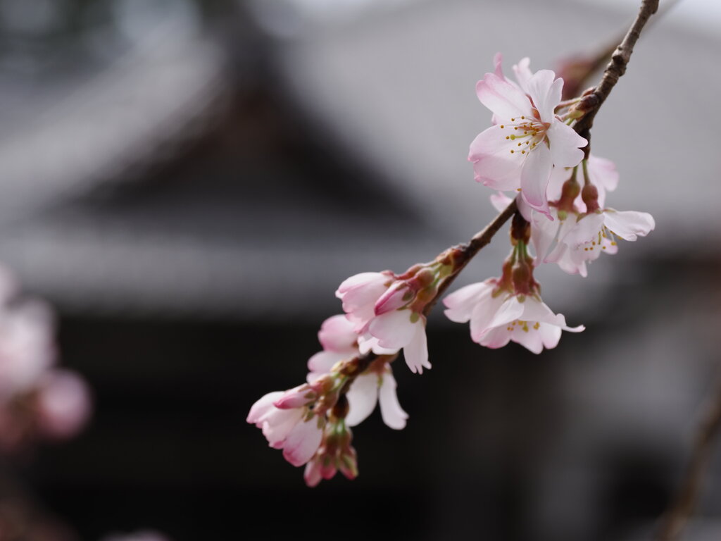 神社の枝垂れ