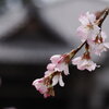 神社の枝垂れ