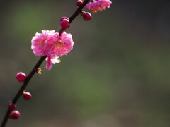 紅