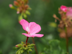 花壇の中で