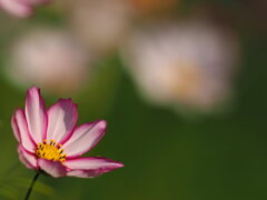 まだ秋です。