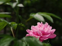 立てば○○，座れば○○