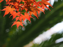 木漏れ日の森