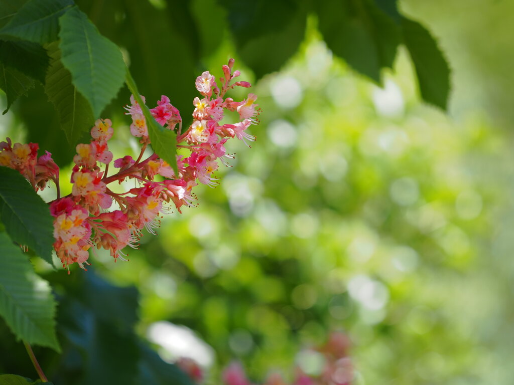 紅花栃の木