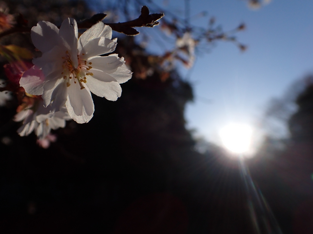 初春の寒桜