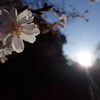 初春の寒桜