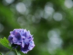 公園の紫陽花