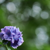 公園の紫陽花
