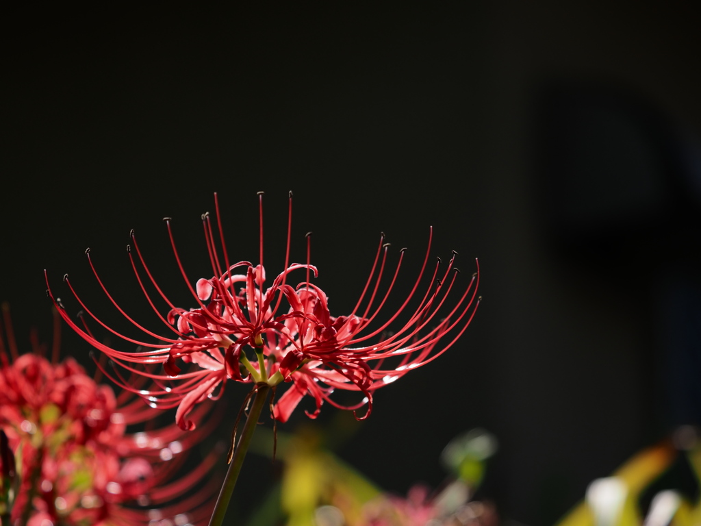 深紅の輝き