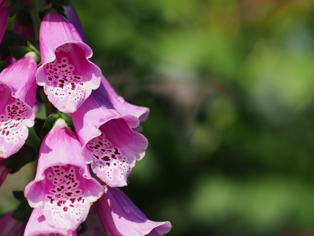 Digitalis