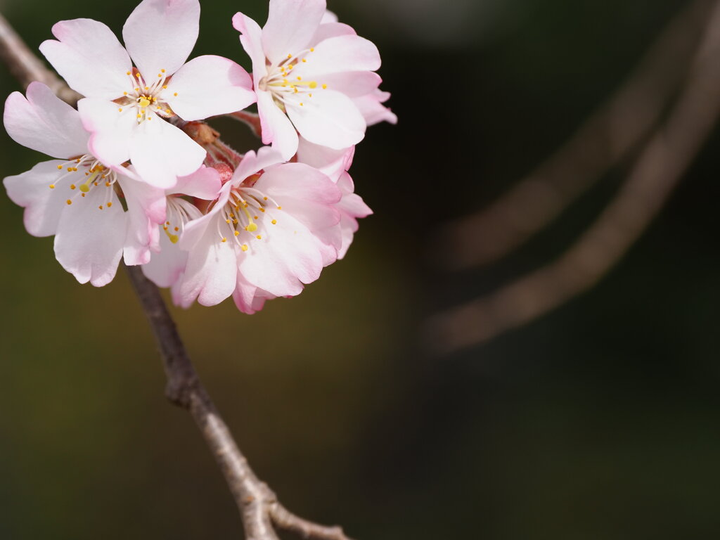 桜色