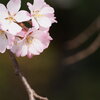 桜色