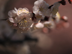 まだ梅の季節