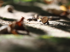 忘れられた帽子