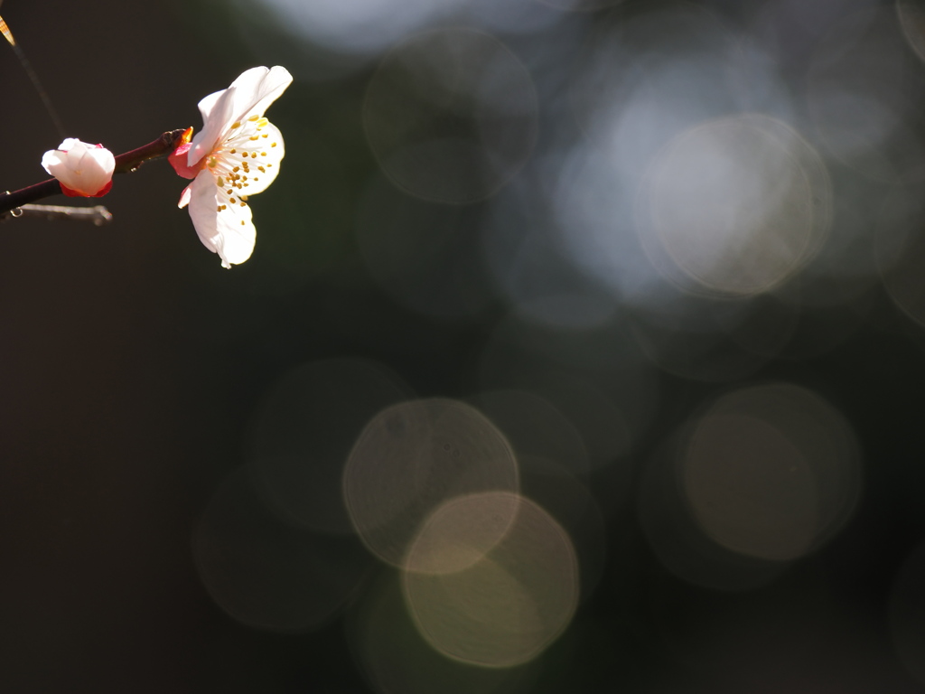 花梅