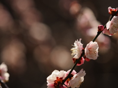 春に向かって