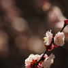 春に向かって