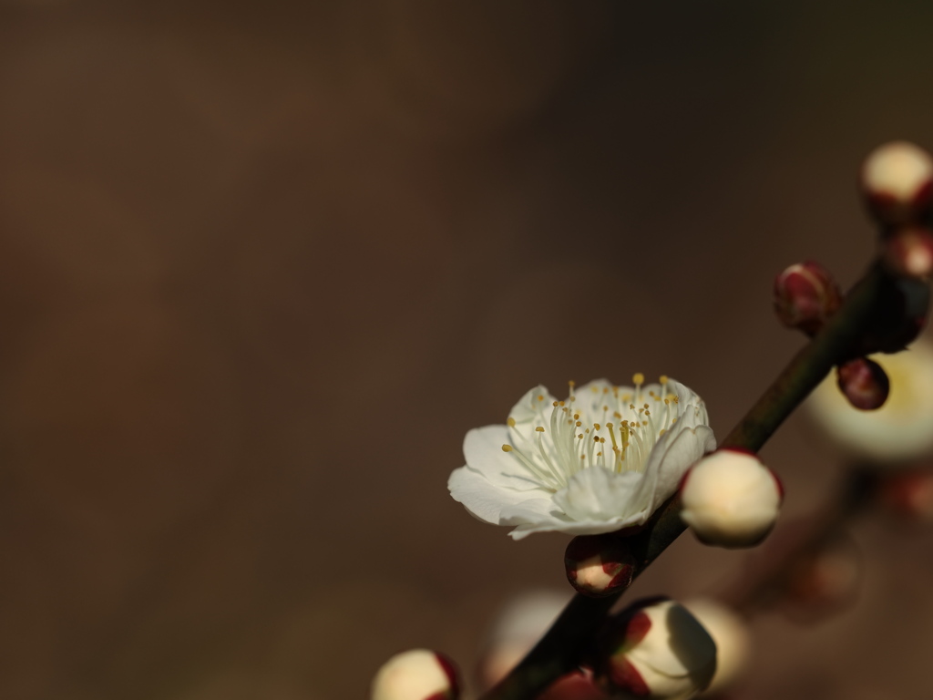 空に向かって咲く１輪