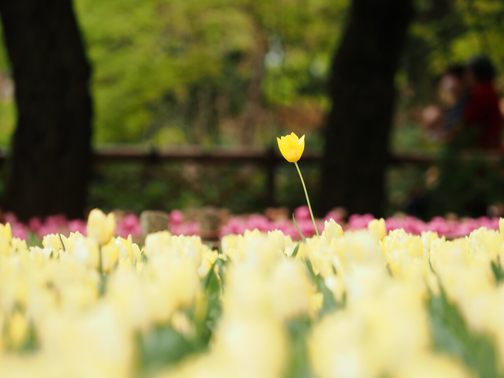 背伸び