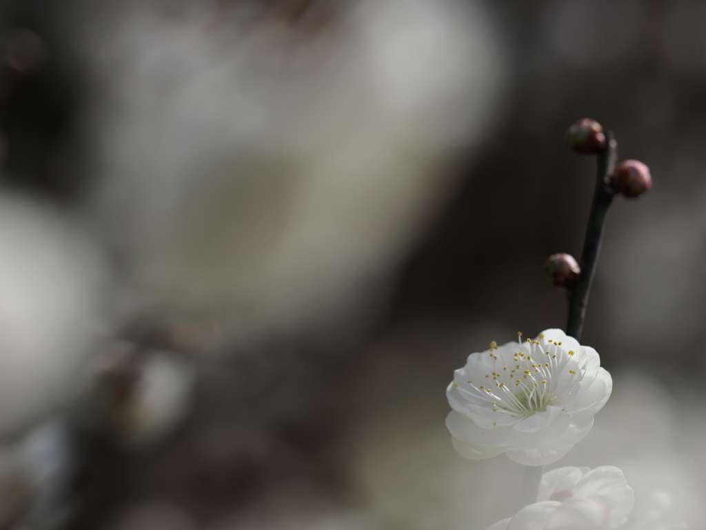 白梅