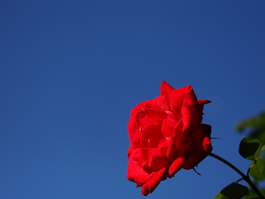 contrast