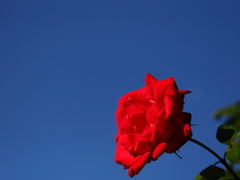 contrast