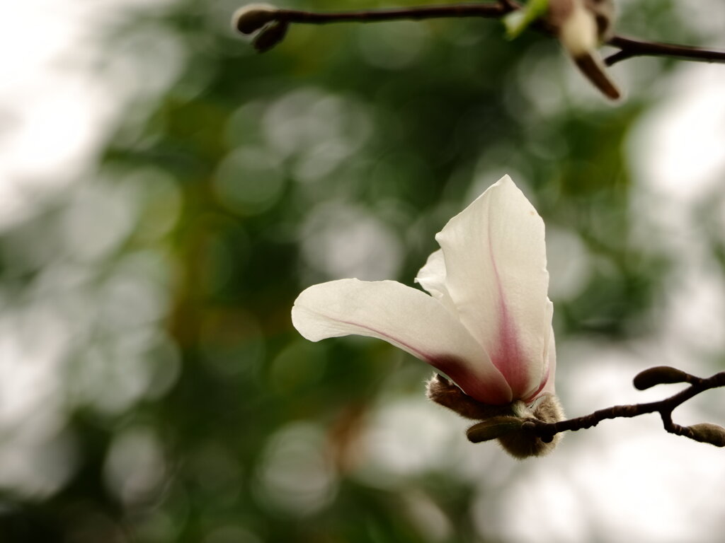 magnolia