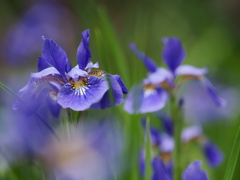 iris