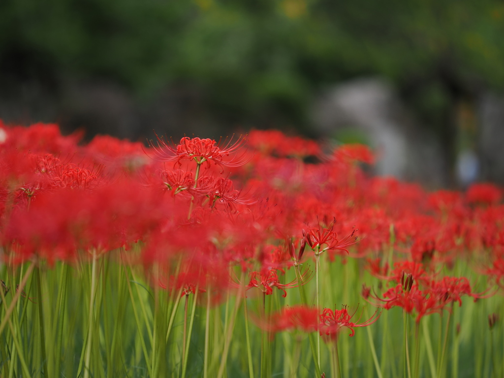 曼珠沙華