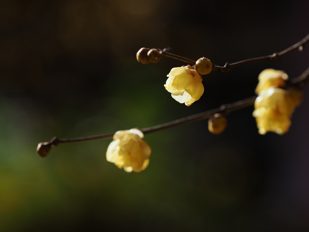 japanese allspice