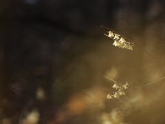 冬の華