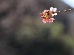 春はすぐそこ