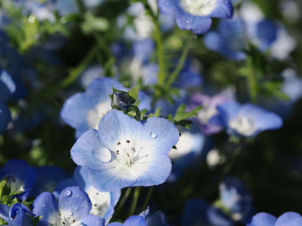 午後の水やり