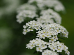 小手毬Reeves spirea