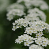 小手毬Reeves spirea