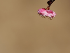 花手毬