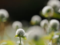 globeamaranth