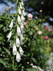 digitalis