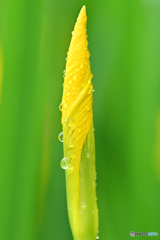 梅雨時の光景　Ⅱ