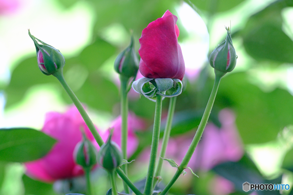 窓外の薔薇　Ⅰ