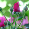 窓外の薔薇　Ⅰ