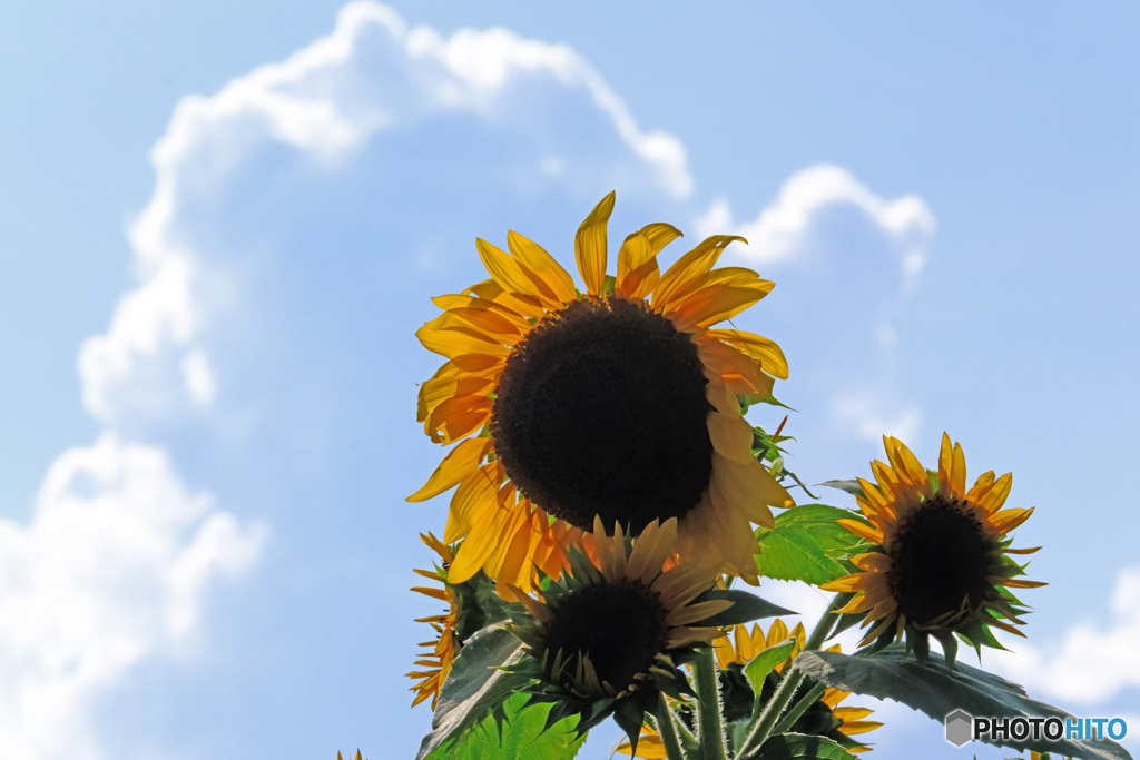 夏の日の午後