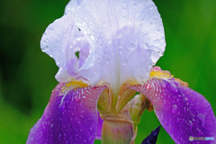 梅雨近し　Ⅰ