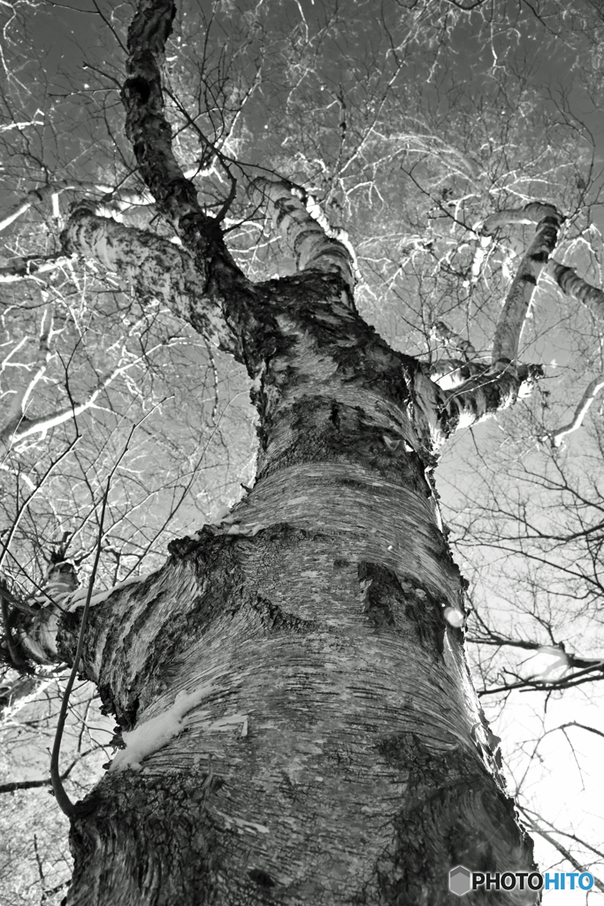 シラカバ伸びる