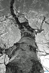 シラカバ伸びる