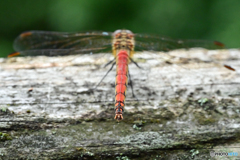 ♂