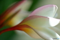 プルメリア咲く